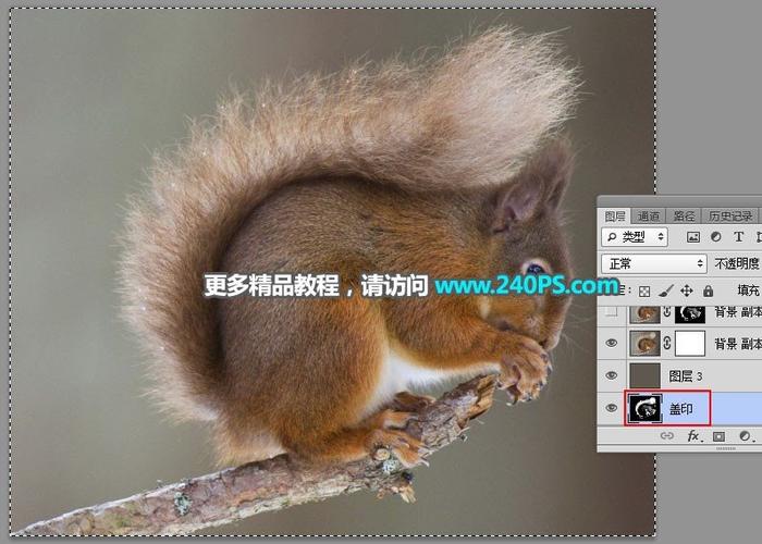 如何用Photoshop通道快速抠出毛茸茸小松鼠的细节毛发？