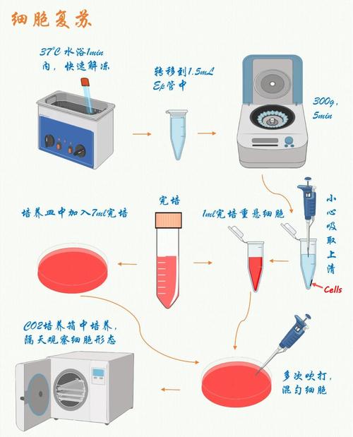 实验六的详细步骤是怎样的？