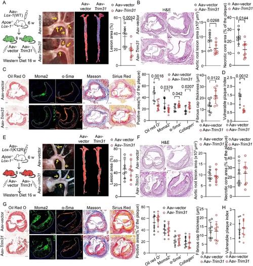 Artem和Array的CF442C问题该如何解决呢？