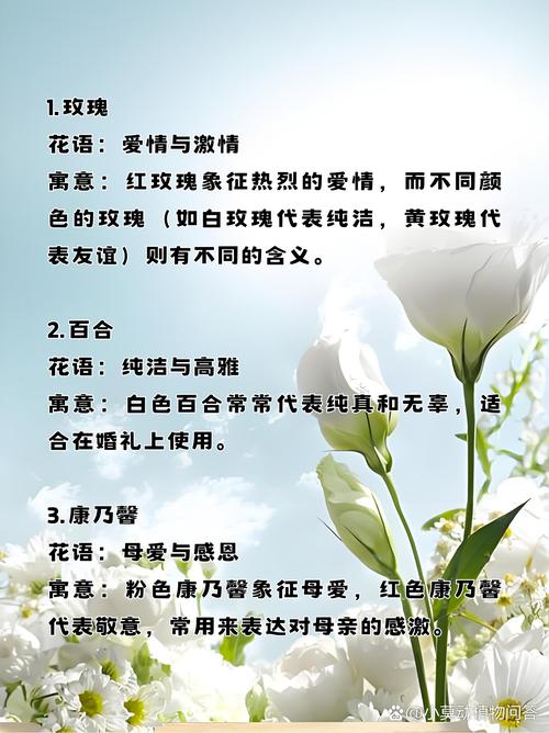 有哪些花的花语大全可以查询？趣站|花语大全包含哪些花的寓意？